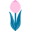 Pink tulip