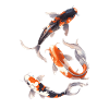 Koi Carp Best Selling T-Shirt