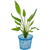 plante oiseau du paradis