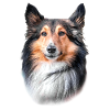 Shetland Dog Head