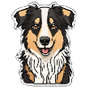 Australian Shepherd Dog Aussi