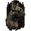 Bouledogue français