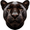 A Focused Panther