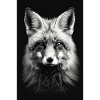 Renard