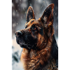 Deutscher Schäferhund