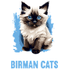 Birman Cat Birma Katze