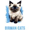 Chat de Birmanie Birma Katze