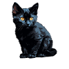 Bombay Cat Bombay Katze