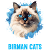 Birman Cat Birma Katze