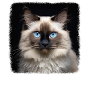 Birman Cat Birma Katze