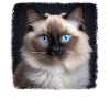 Birman Cat Birma Katze