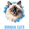 Birman Cat Birma Katze