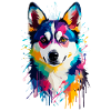 Alaskan Klee Kai