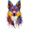 Alaskan Klee Kai