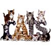 Cats - l'alphabet félin