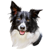 Border Collie Dog Head