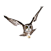 Eule im Flug