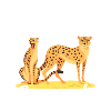Safari Cheetah Prédateur