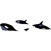 Orcas