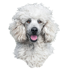 White Poodle Dog Head