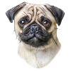 pug