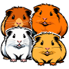 Quatre cochons d'Inde mignons