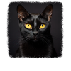 Bombay Cat Bombay Katze