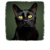 Bombay Cat Bombay Katze