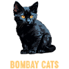 Chat de Bombay Bombay Katze