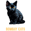 Bombay Cat Bombay Katze