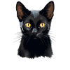 Bombay Cat Bombay Katze