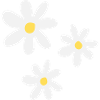 Pure elegance: white flowers