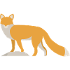 Red fox