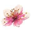 Cherry blossom