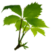 Young foliage – green leaf branch