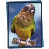 Dirty Face Parrot