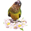 The Dirtyface Parakeet