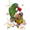 The Dirty-Faced Parrot