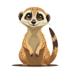 Suricate