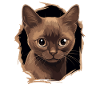 Burmese Cat Burma Katze