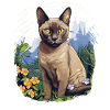 Burmese Cat Burma Katze