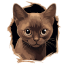 Chat birman Birmanie Katze