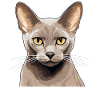 Burmese Cat Burma Katze