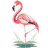 Flamingo