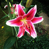 Flowerpower