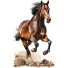 Cavalier Cheval Cavalier Y