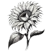 Sonnenblume