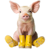 Little piglet in rubber boots