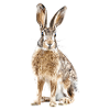 Hunting, Hunting, Hare, Hunting