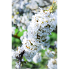 Kirschblüten